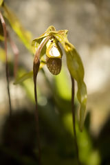 Orchide au Machu Picchu