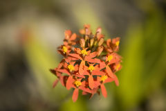 Orchidée au Machu Picchu
