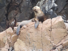 Iles Ballestas, Paracas