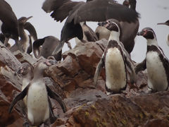 Iles Ballestas, Paracas