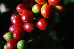 Grain de café cerise