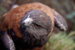 Faucon acanel (parabuteo unicinctus)