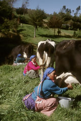 Ferme Porcn, Cajamarca